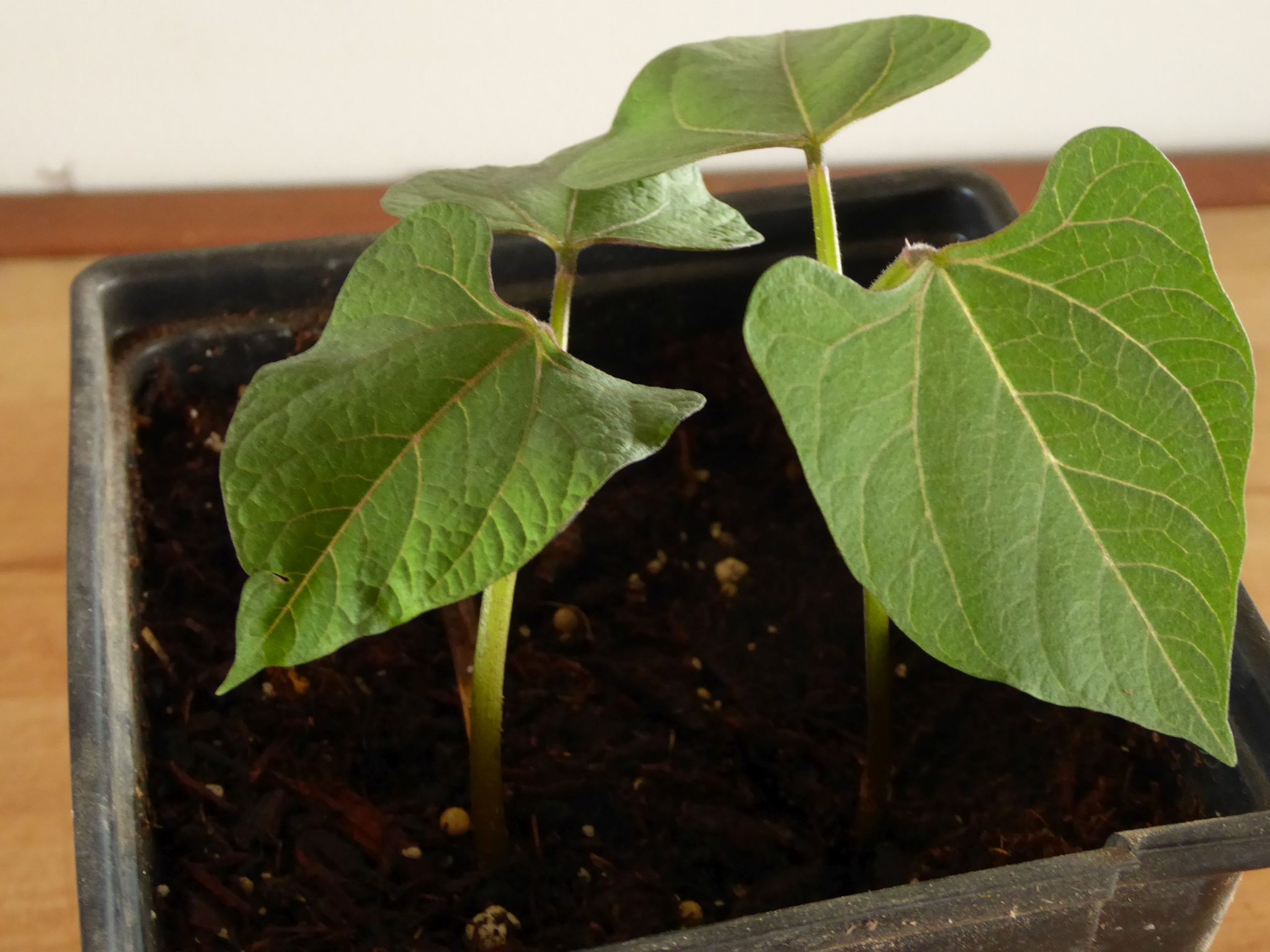 How Long Do Dry Beans Last? Countryside